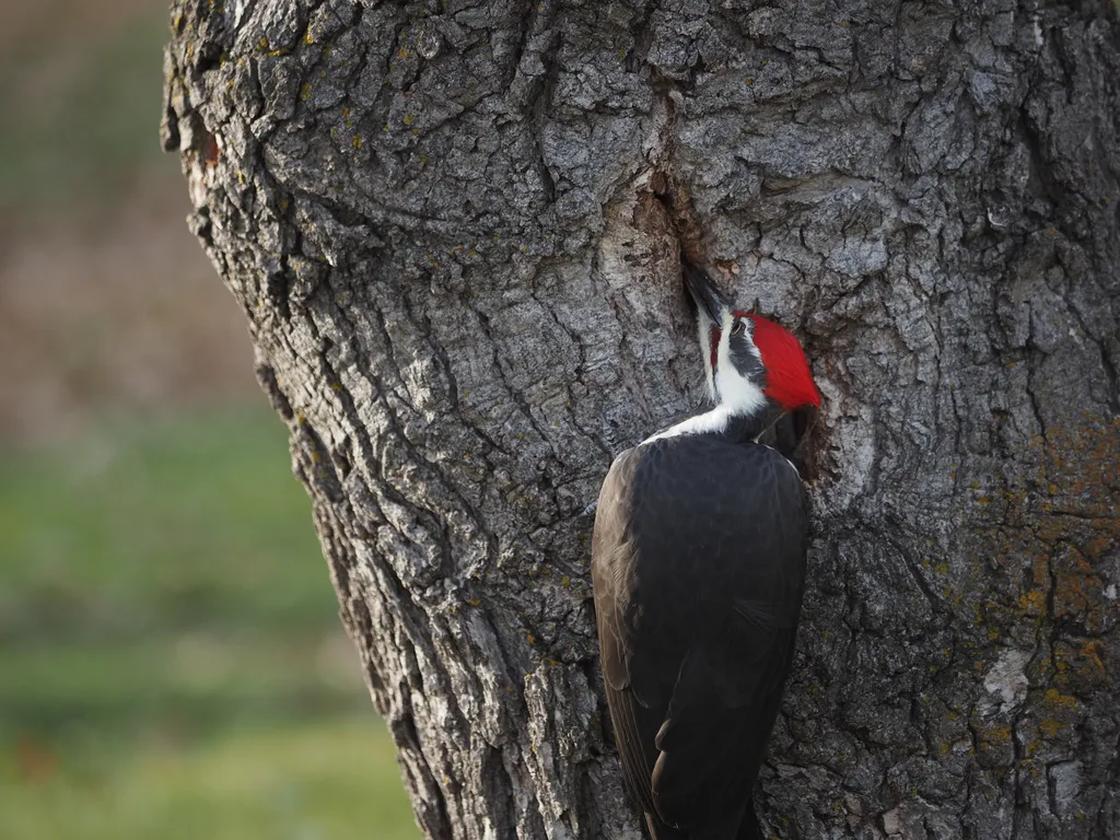 a woodpecker examining a hole