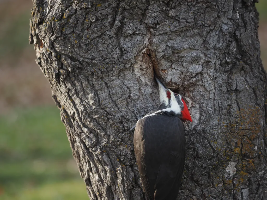 a large woodpecker examining a hole