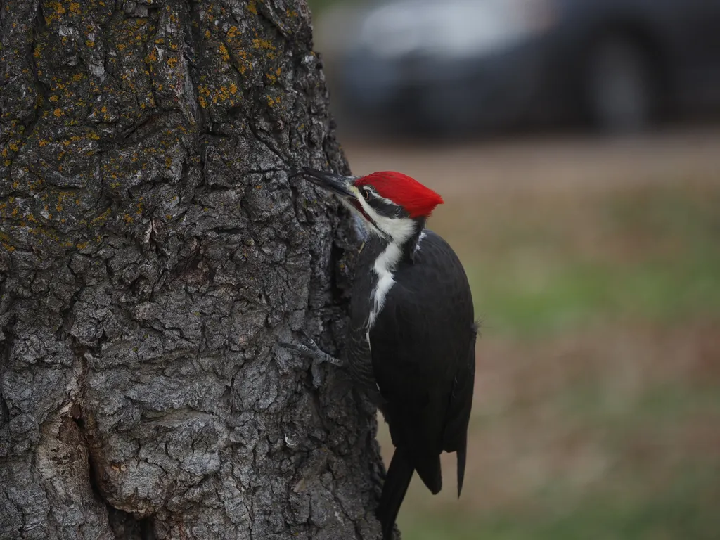 a large woodpecker examining a hole