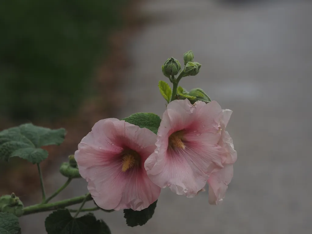 large pink flowers with rain droplets