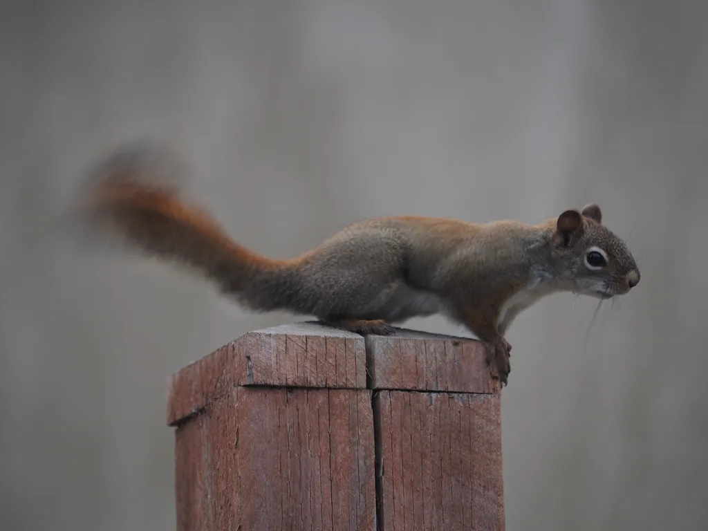 a squirrel on a fence post preparing to jump off