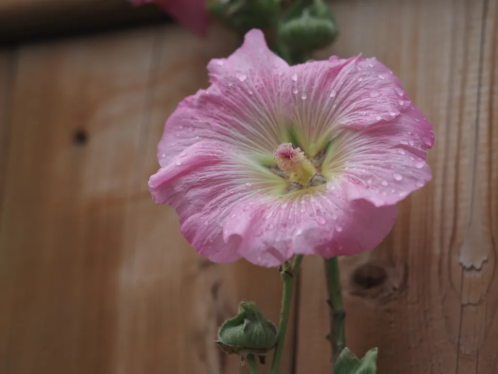 a large pink flower with a star-shaped center covered in raindrops