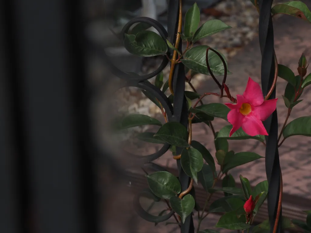 a pink flower growing on a metal fence