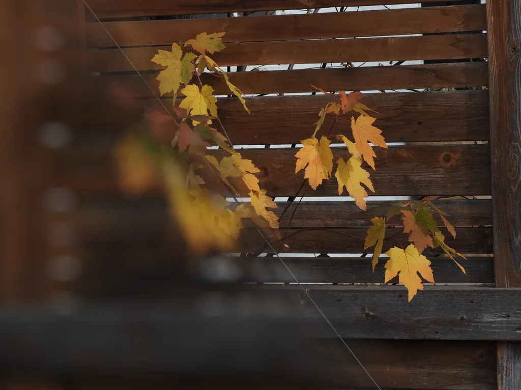 leaves growing through a fence