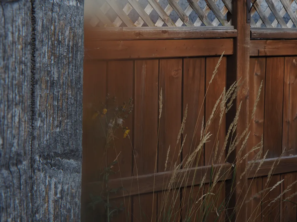 spiny sowthistle and tall grass growing by a fence as viewed from a shed