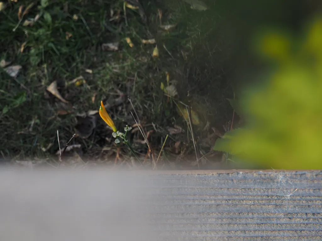 a shrub and a closed daylily as viewed from a deck above