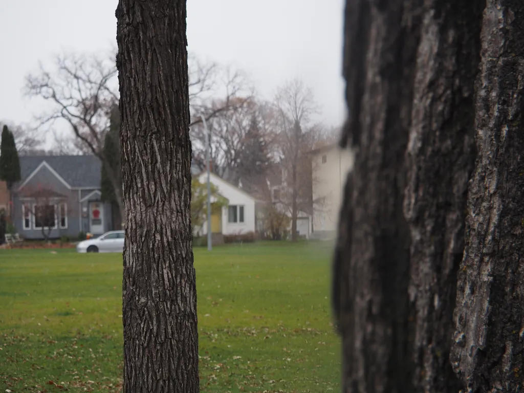 trees in a park