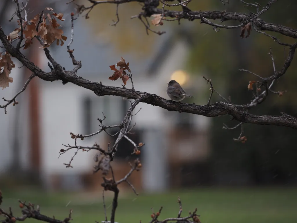 a small bird in a tree