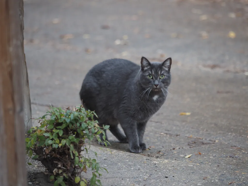 a grey cat in a lane