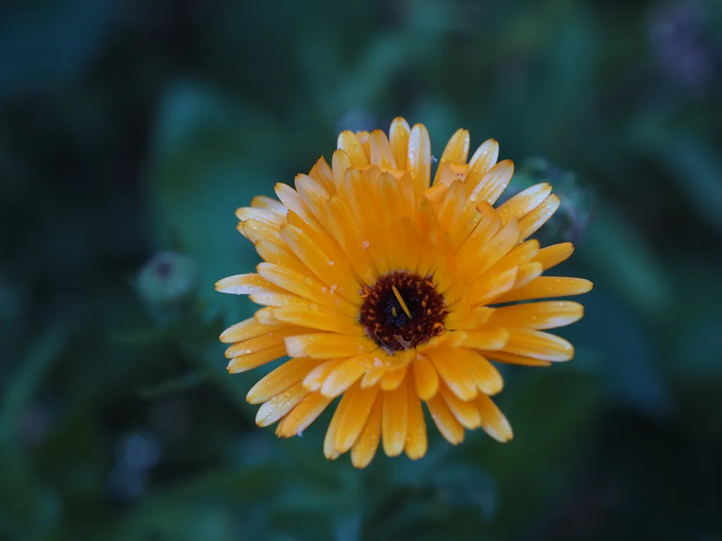 an orange flower with many petals