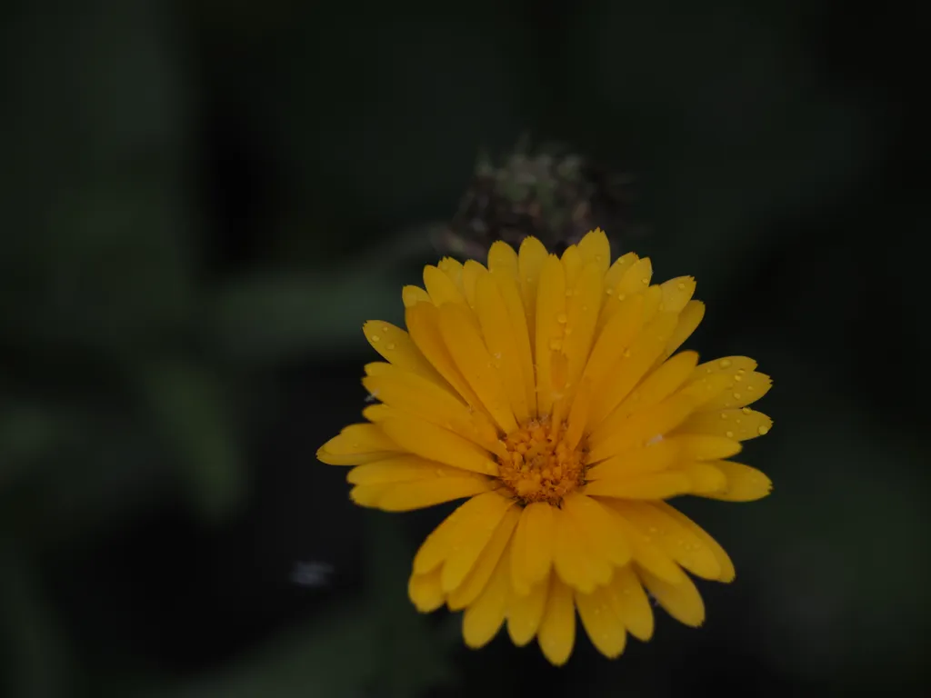 an orange flower with many petals