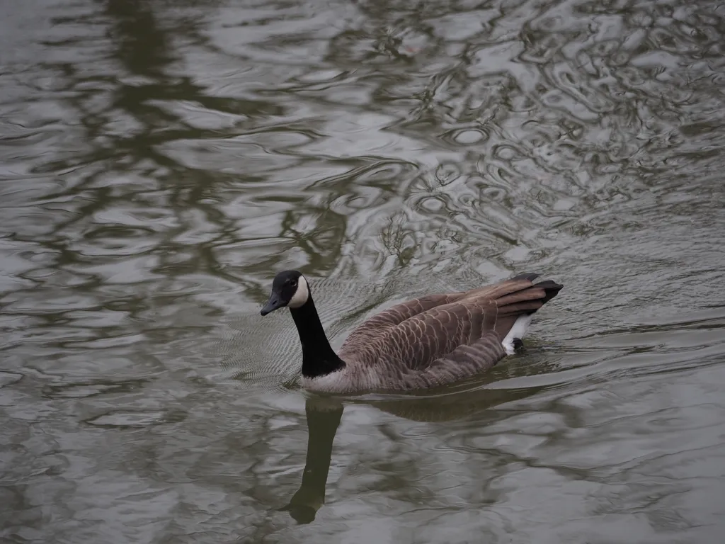 a goose in a river with ripples behind them