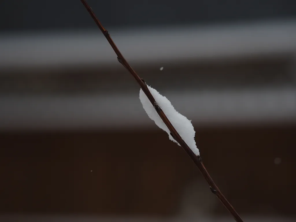 snow on a bare branch