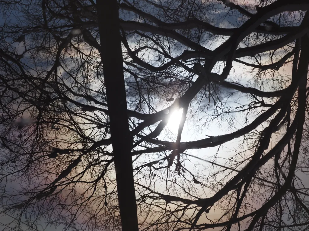 trees reflected in a puddle