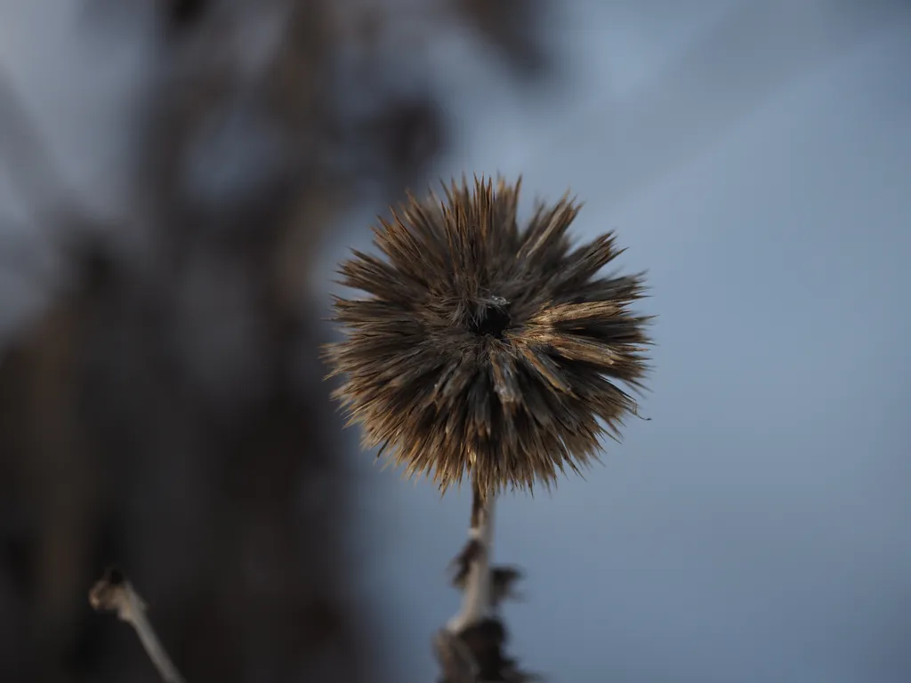 a decaying globe thistle