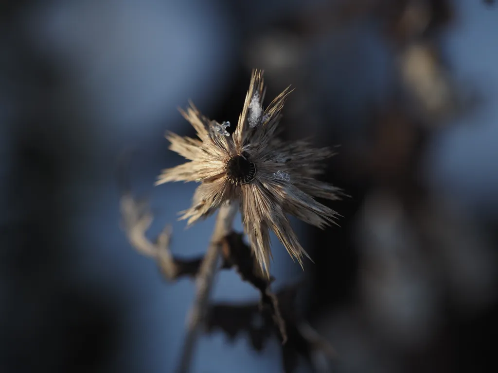 a decaying globe thistle