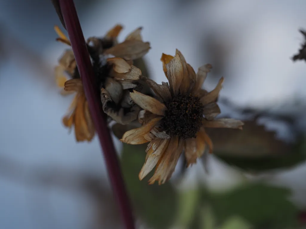 wilted flowers that have lost their colour