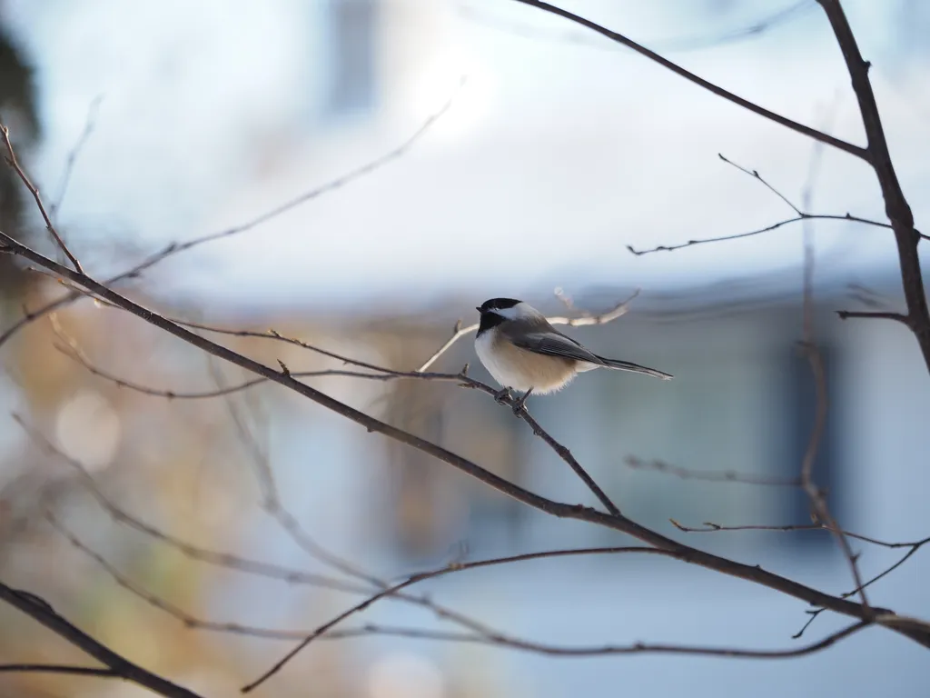 a small round bird in a bare tree