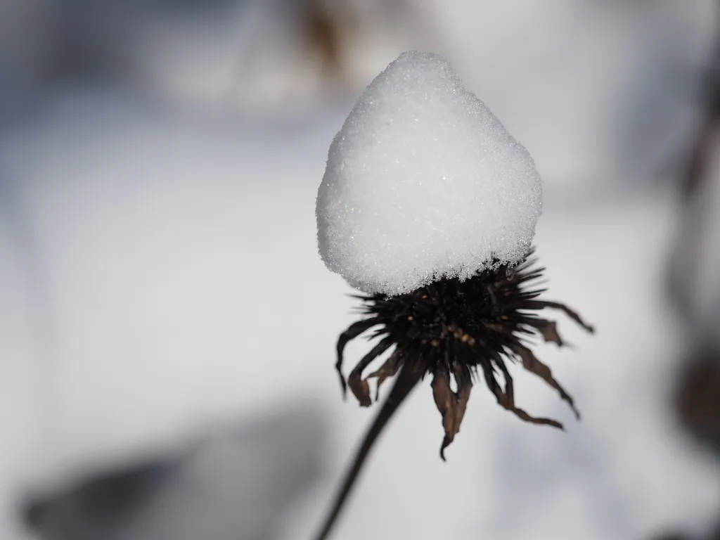 a wilted conflower with snow on top