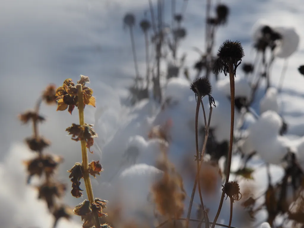 wilted basil and coneflowers