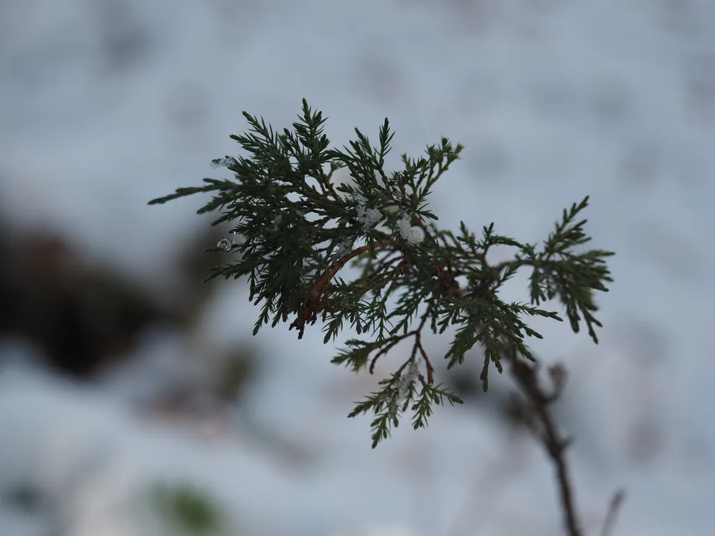 snow on junipeg branches