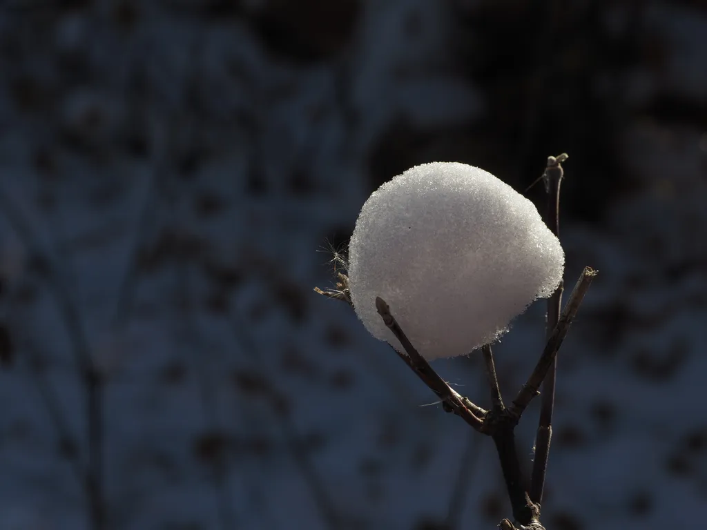 a snowball held in the crook of a branch