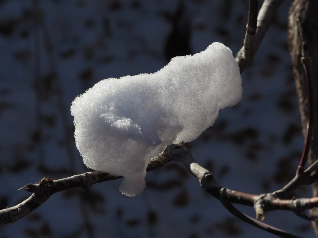 snow on a branch