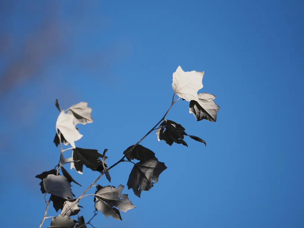 leaves against a clear sky