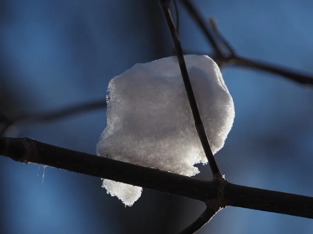 snow on a branch illuminated by the sun