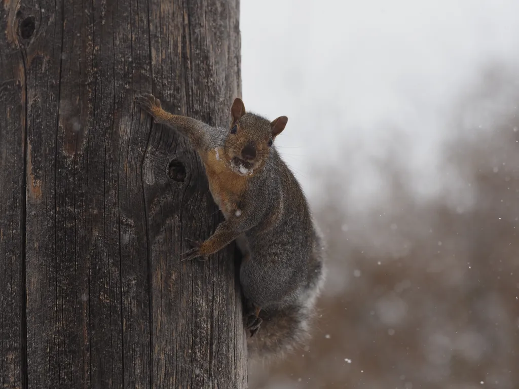 an eastern grey squirrel on a utility pole with snow stuck to their face looking aggressively at camera