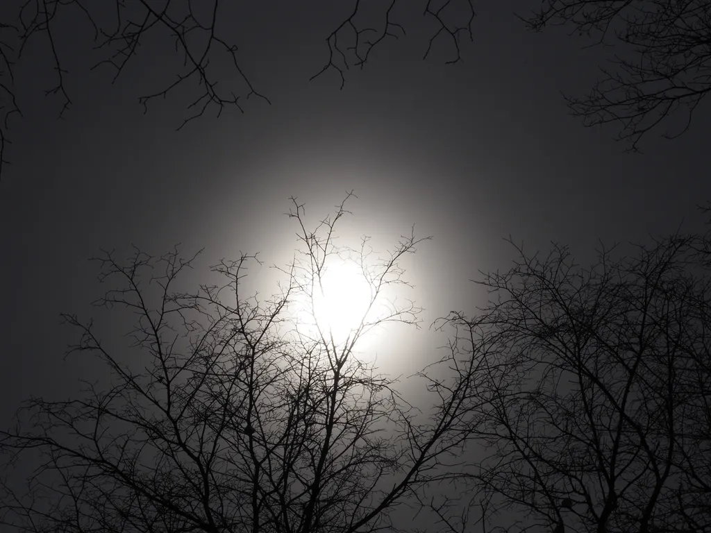 the sun behind bare branches