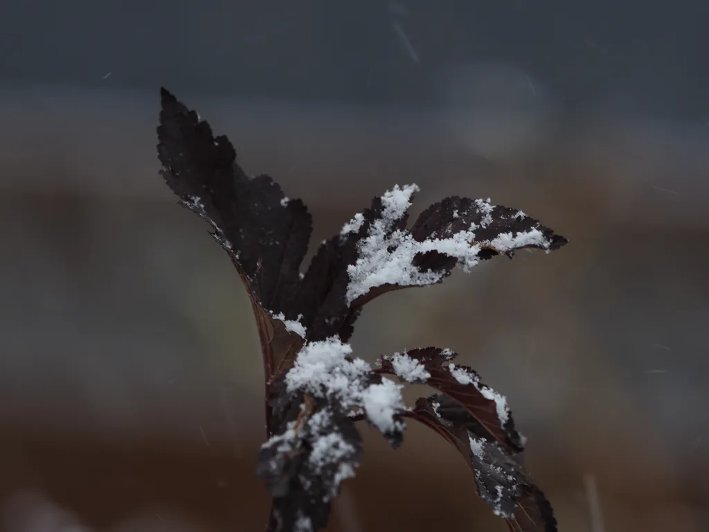 freshly fallen snow on leaves