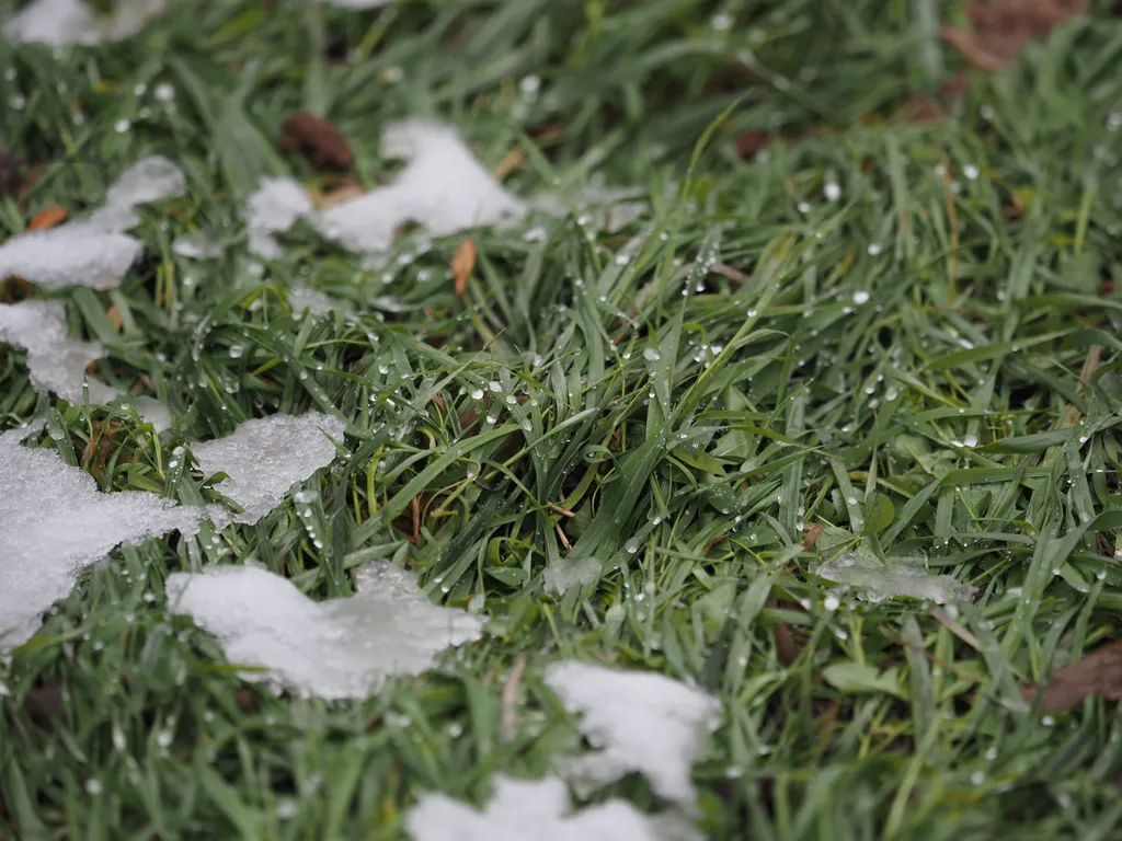 raindrops and slushy snow in the grass