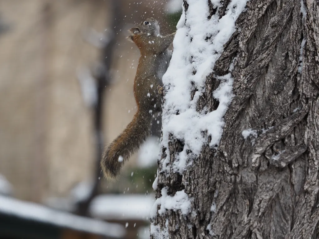 a squirrel scrambling up a snowy tree