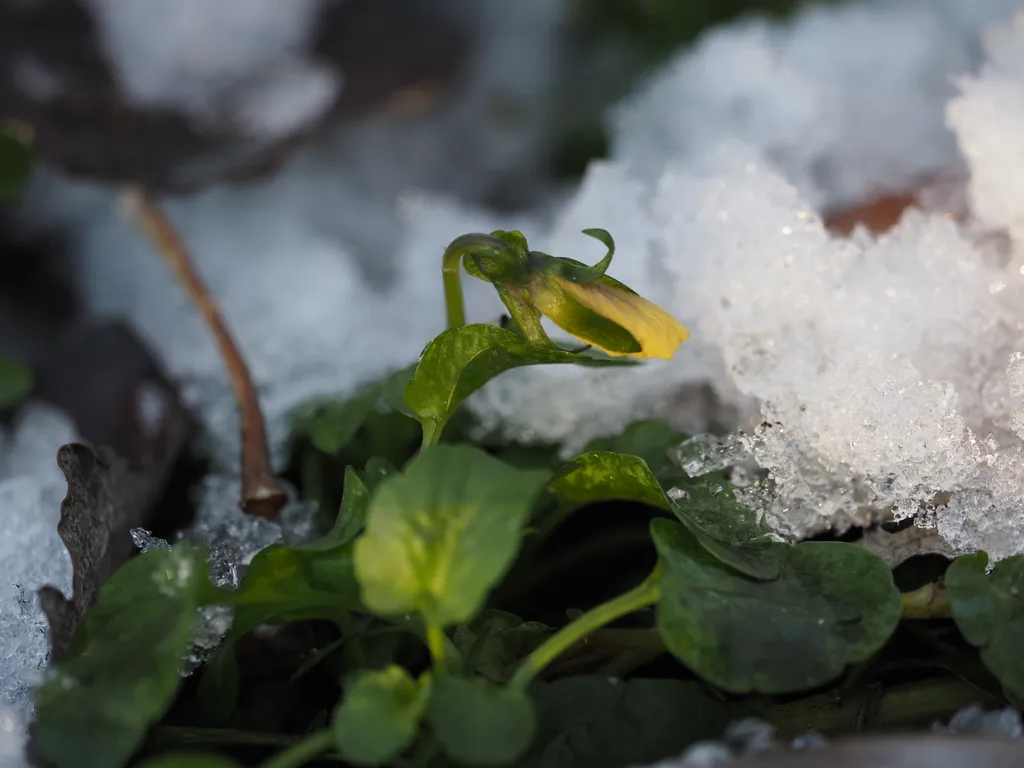 A flower bud surrounded in ice in a flower pot