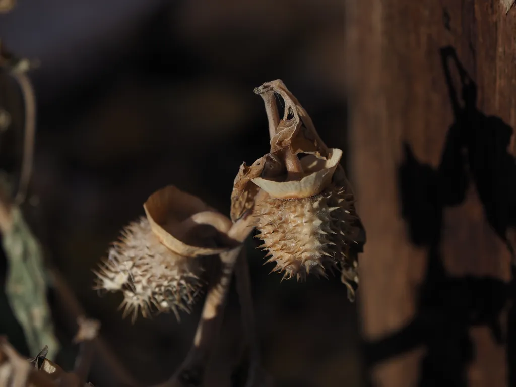 spiky seed pods