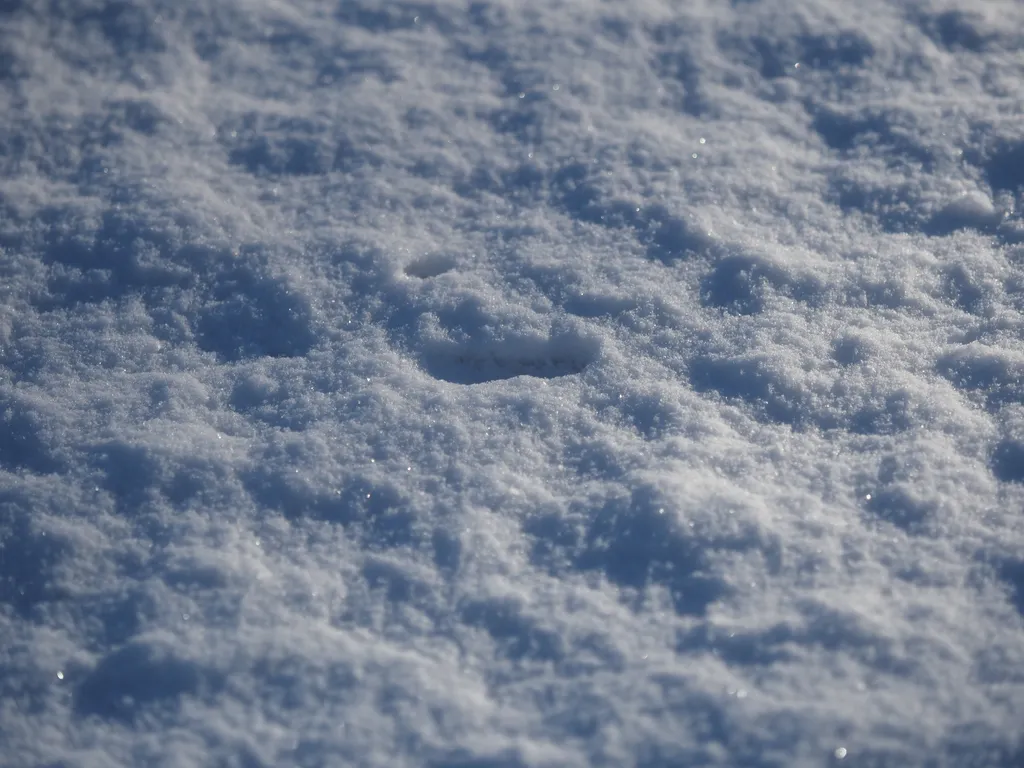 freshly fallen snow