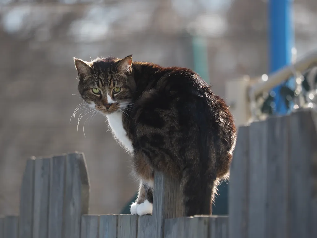 a cat on a fence