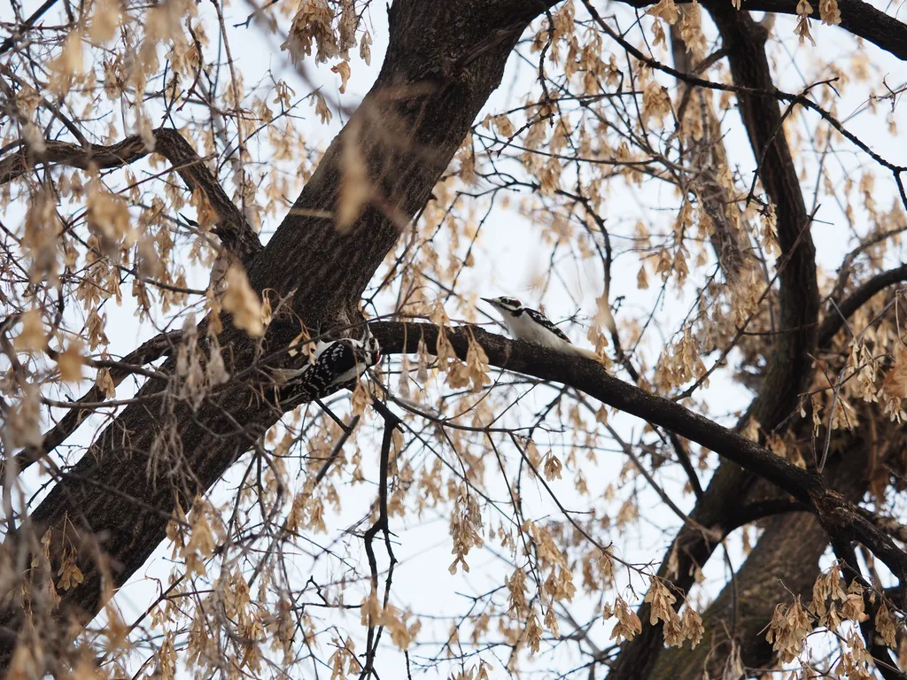 a pair of woodpeckers in a tree