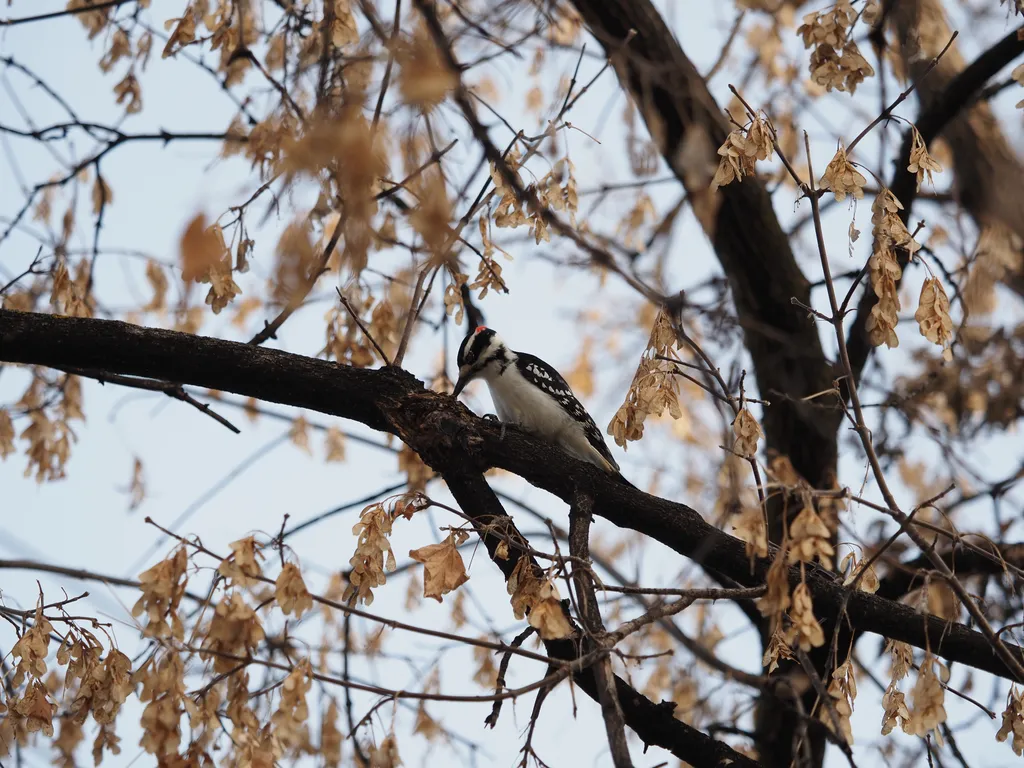 a woodpecker in a tree