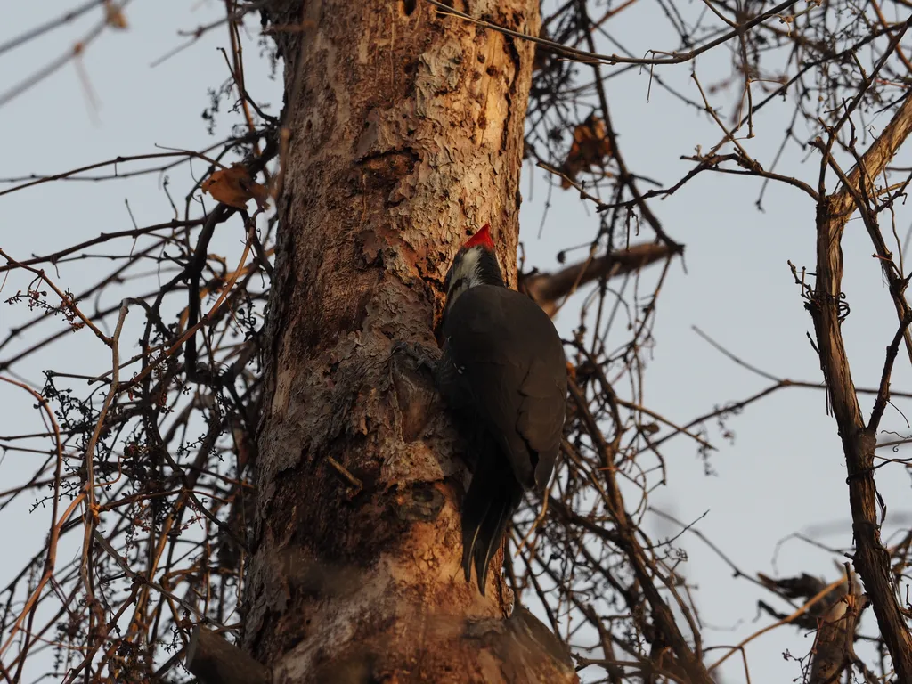 a woodpecker in a tree