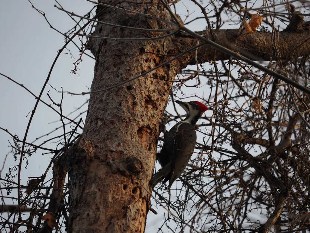 a woodpecker in a tree