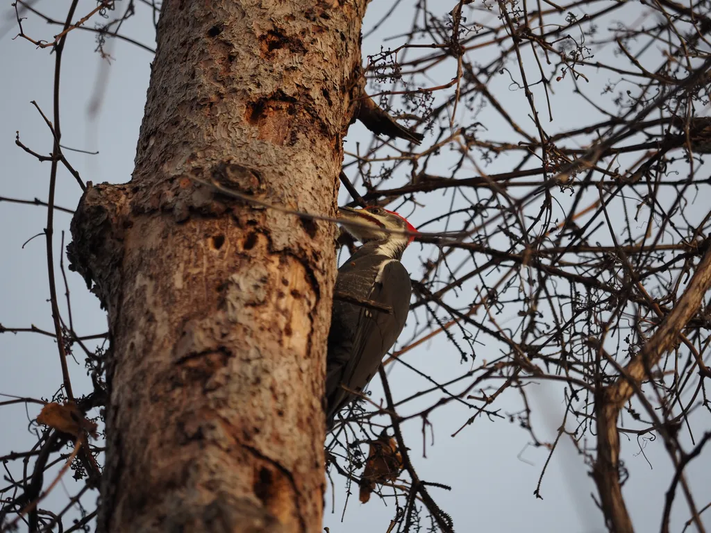 a woodpecker in a tree