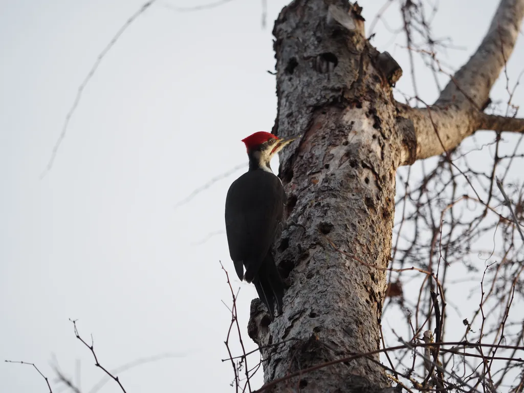 a woodpecker in a tree