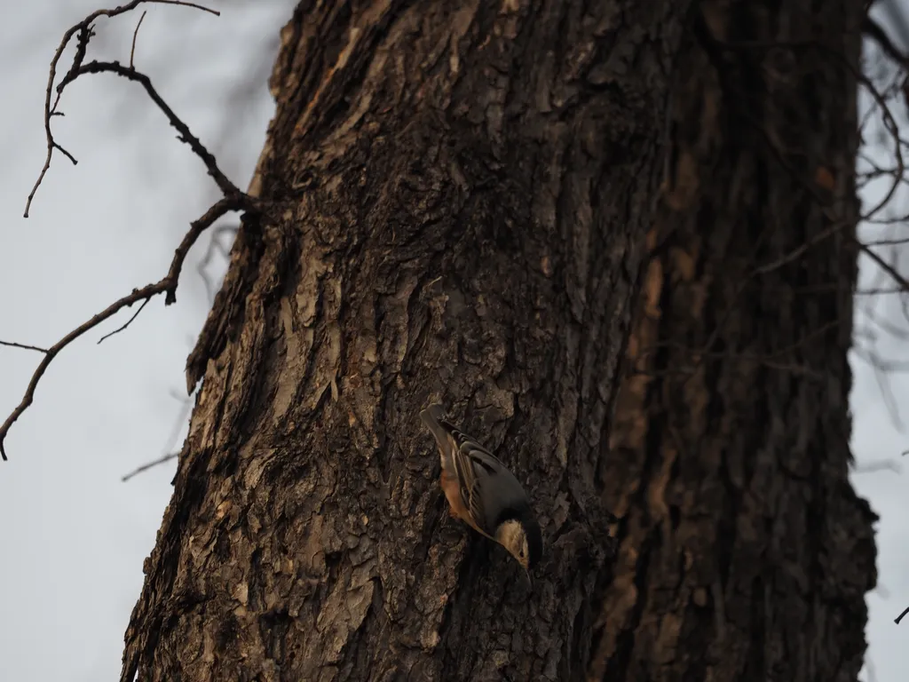 a bird on a tree