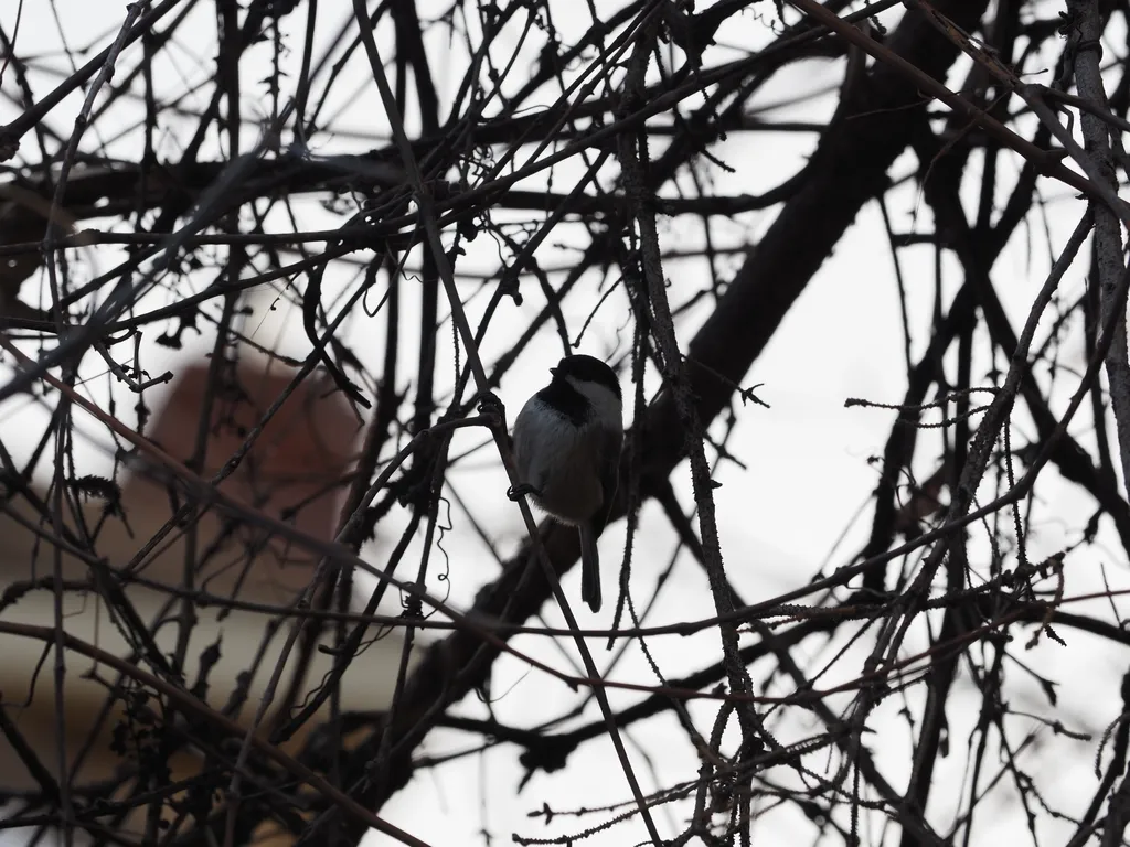 a chickadee on a thin branch