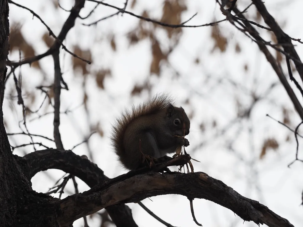 a squirrel in a tree