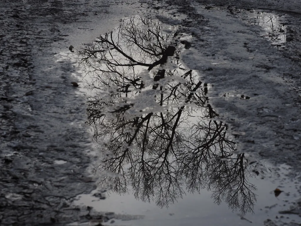 the bare branches of a tree reflected in a shallow puddle in a back lane