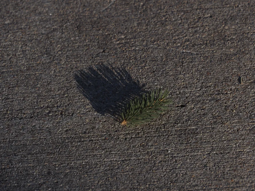 a small piece of pine branch casting a large shadow on a sidewalk