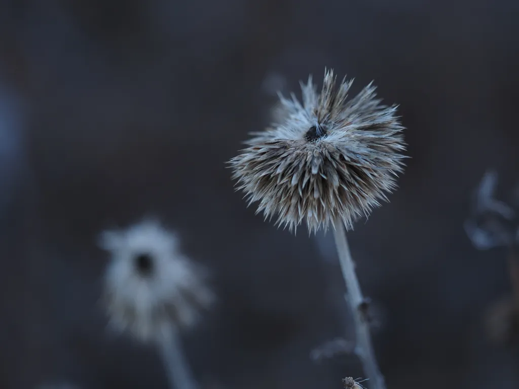 decaying globe thistles